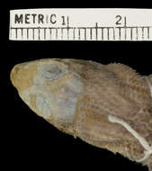 صورة Leiocephalus carinatus aquarius Schwartz & Ogren 1956