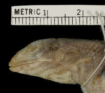 Image of Leiocephalus carinatus aquarius Schwartz & Ogren 1956