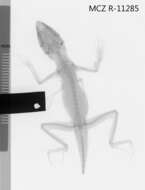 Plancia ëd Anolis mestrei Barbour & Ramsden 1916