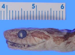 Image of Splendid Cat-eyed Snake