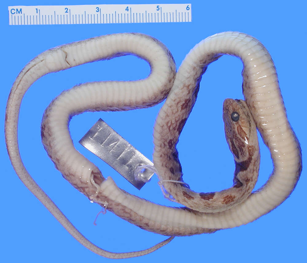 Image of Splendid Cat-eyed Snake