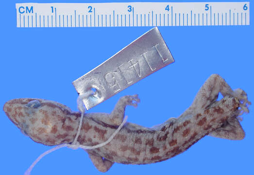 Image of Davis' Leaf-toed Gecko