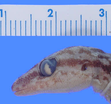 Image of Davis' Leaf-toed Gecko