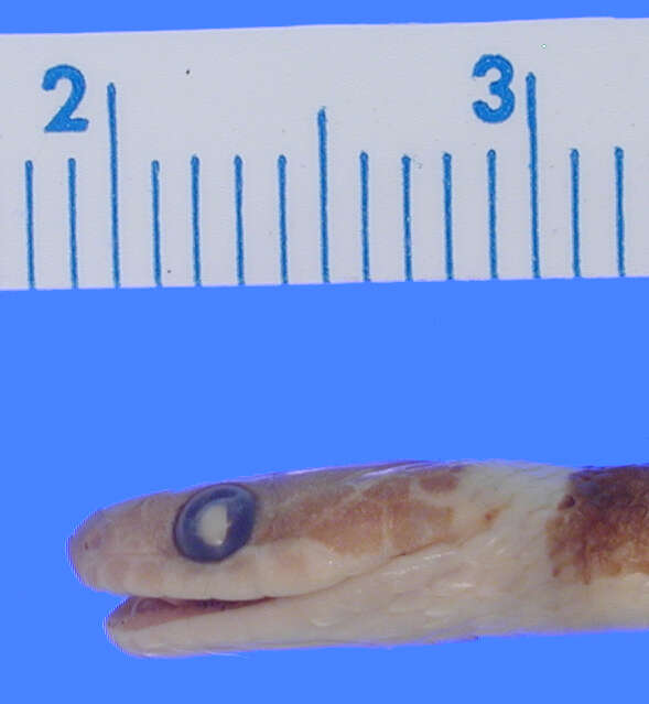 Image of Southwestern Cat-eyed Snake