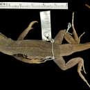 Image of Leiocephalus macropus phylax Schwartz & Garrido 1967