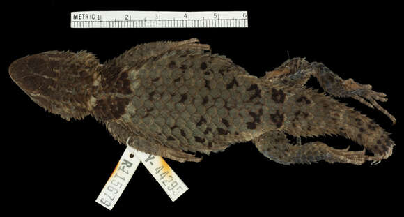 Image of Sceloporus torquatus mikeprestoni Smith & Alvarez 1976