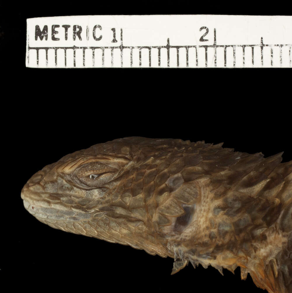 Image of Sceloporus torquatus mikeprestoni Smith & Alvarez 1976