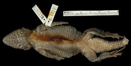 Image of Sceloporus torquatus mikeprestoni Smith & Alvarez 1976