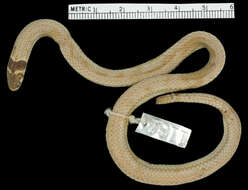 Image of Black-headed Snake (equatoriana