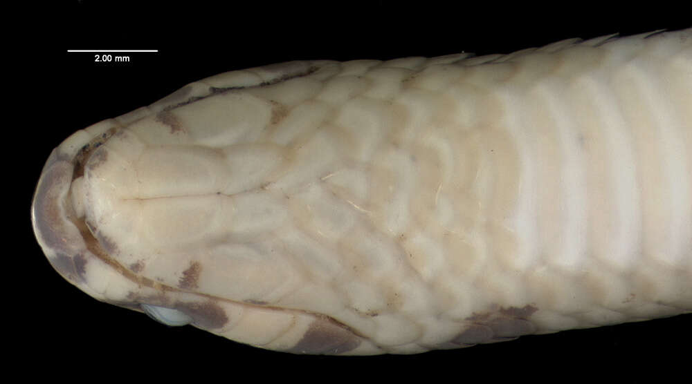 صورة Tantilla melanocephala (Linnaeus 1758)