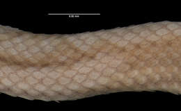 Image of Black-headed Snake (equatoriana