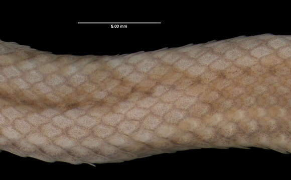 Image of Black-headed Snake (equatoriana