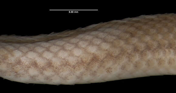 صورة Tantilla melanocephala (Linnaeus 1758)