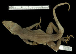 Image of iguanids
