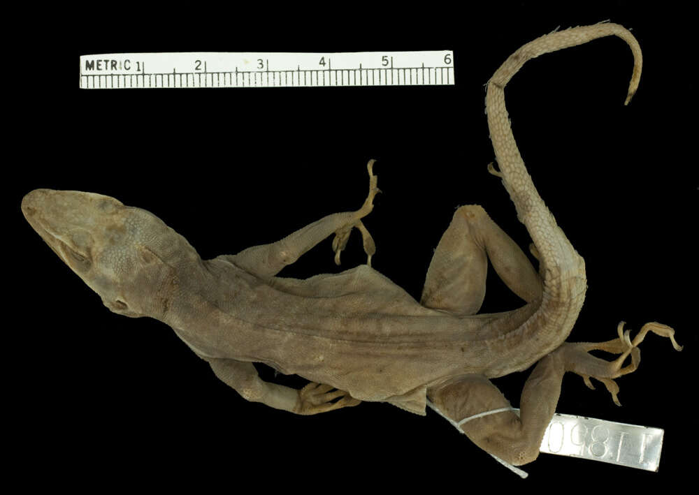 Image of iguanids