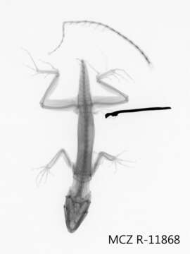 Image of Anolis rubribarbus Barbour & Ramsden 1919