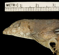 Image of Anolis rubribarbus Barbour & Ramsden 1919