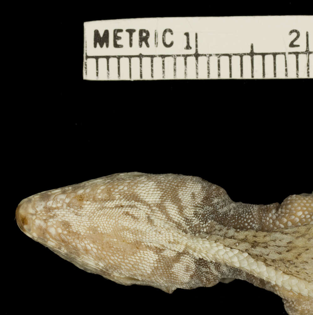 Image of Anolis rubribarbus Barbour & Ramsden 1919