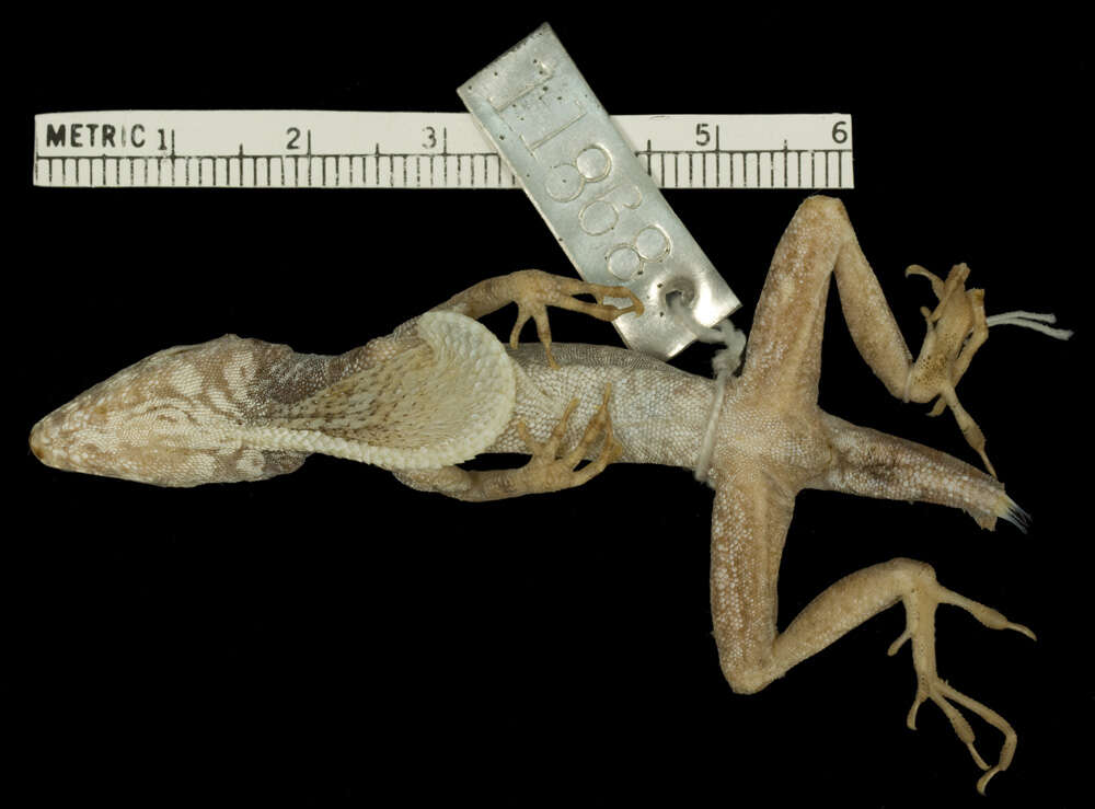 Image of Anolis rubribarbus Barbour & Ramsden 1919