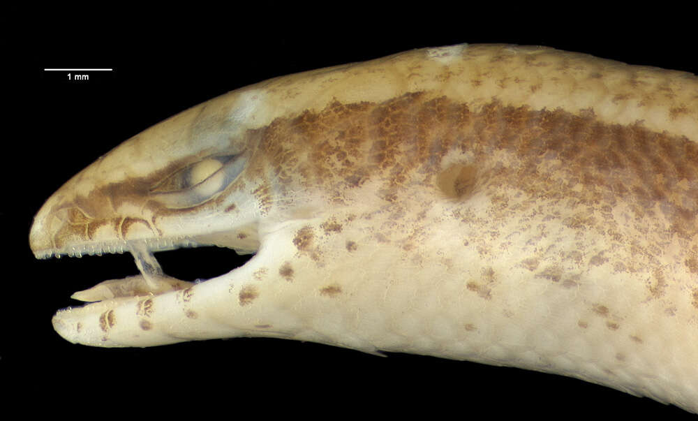 Image of Common Madagascar Skink