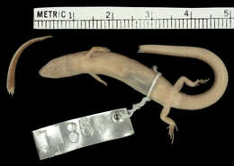 Image of Common Madagascar Skink