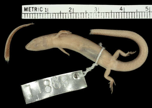 Image of Common Madagascar Skink