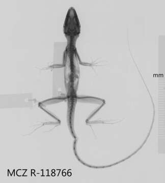 Image of Anolis monticola monticola Shreve 1936