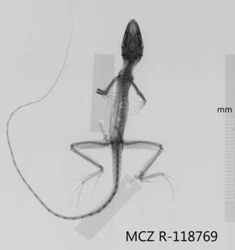 Image of Anolis monticola monticola Shreve 1936