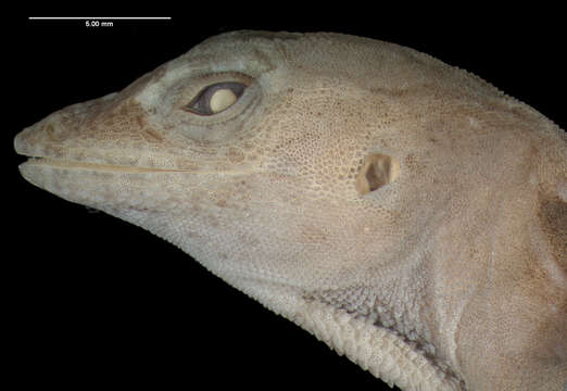 Image of Peninsula Anole