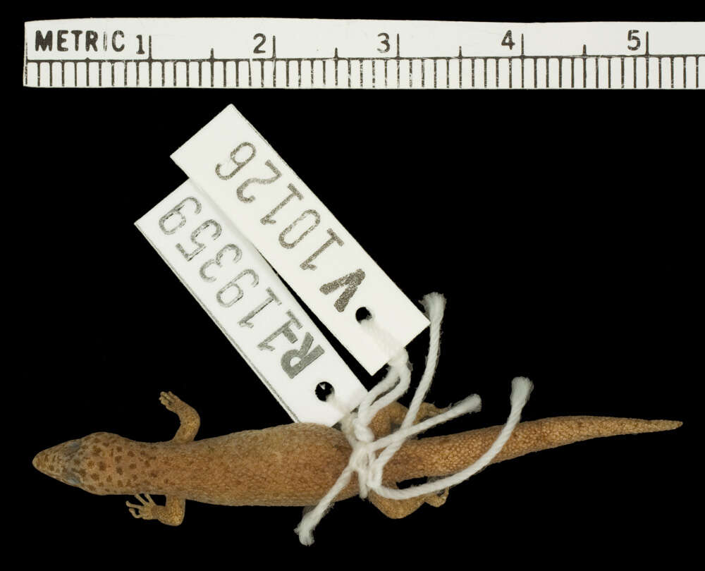 Image of Sphaerodactylus difficilis lycauges Schwartz 1983