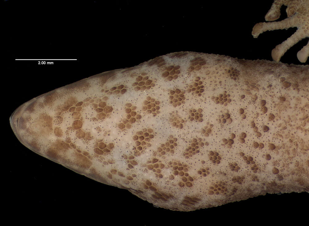 Image of Sphaerodactylus difficilis lycauges Schwartz 1983