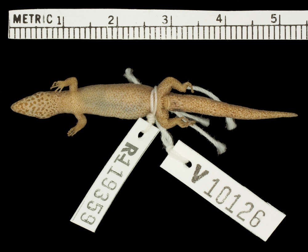 Image of Sphaerodactylus difficilis lycauges Schwartz 1983