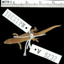 Image of Dame-Marie Least Gecko