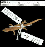 Image of Dame-Marie Least Gecko