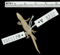 Image of Dame-Marie Least Gecko