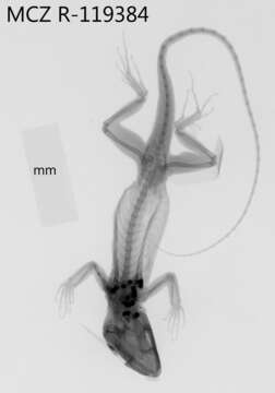 Image of Western giant anole