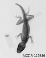 Image of Anolis luteogularis coctilis Schwartz And Garrido 1972