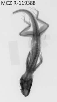 Image of Anolis equestris juraguensis Schwartz And Garrido 1972