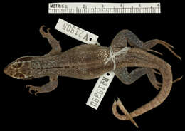 Image of Leiocephalus personatus pyrrholaemus Schwartz 1971