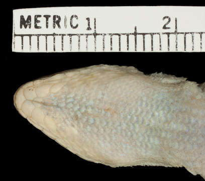 Image of Leiocephalus personatus pyrrholaemus Schwartz 1971