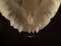 Anolis macrolepis Boulenger 1911 resmi