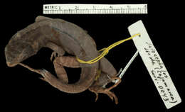 Image of Stenocercus percultus Cadle 1991