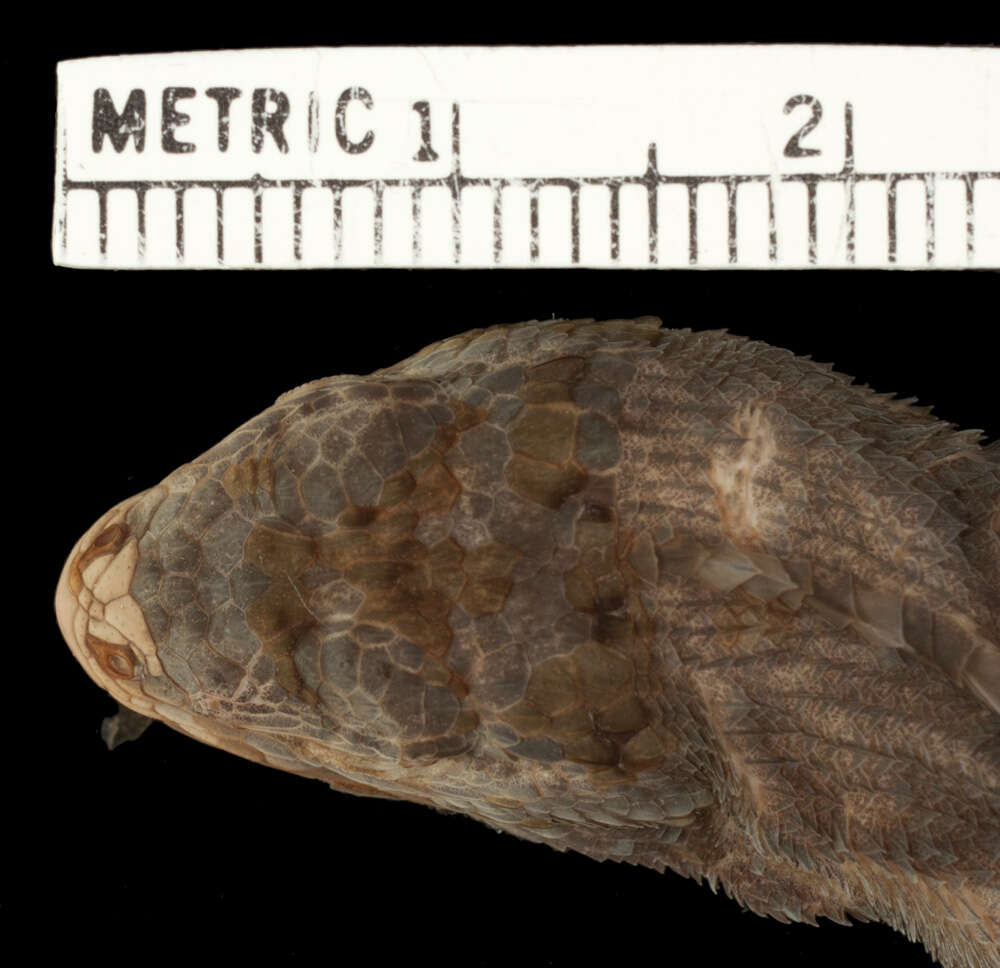 Image of Stenocercus percultus Cadle 1991