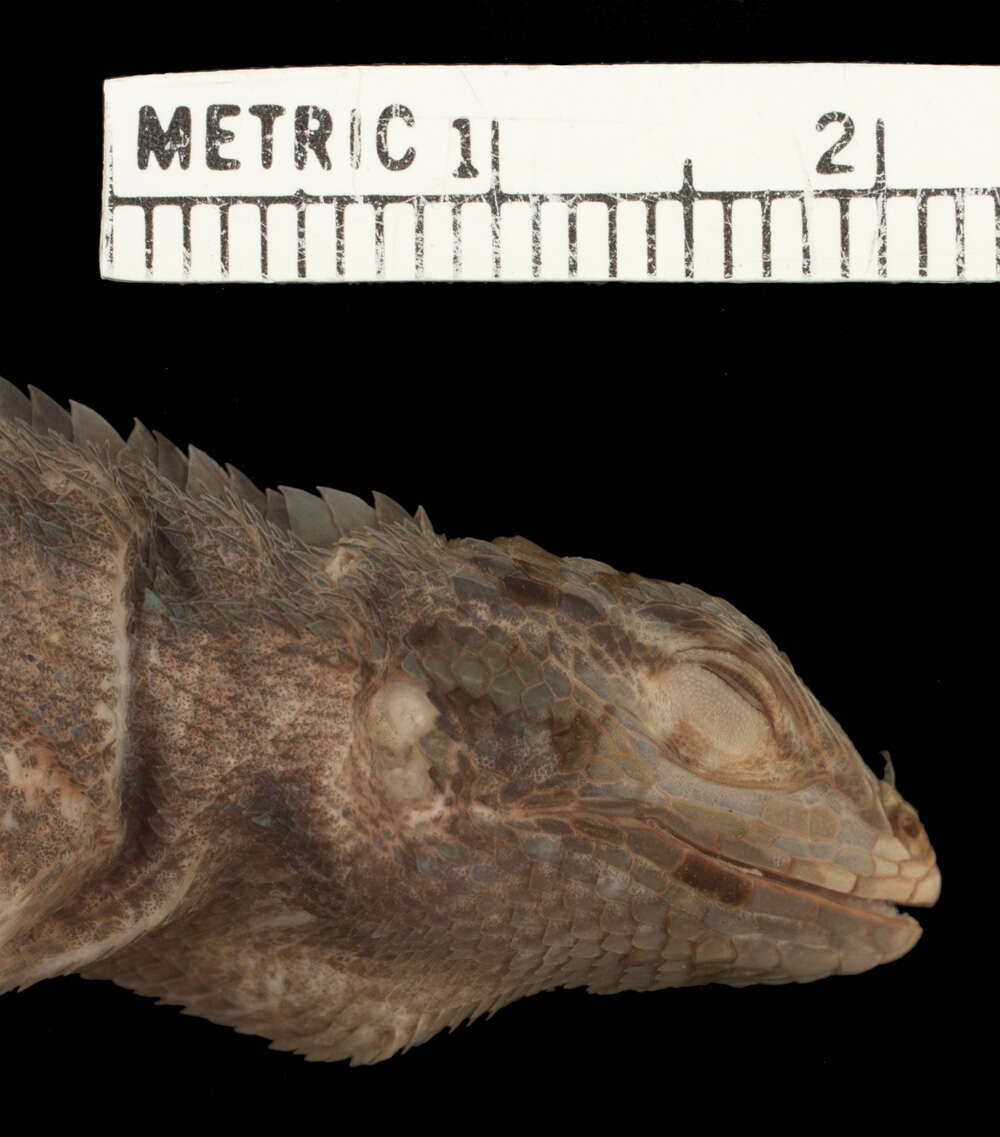 Image of Stenocercus percultus Cadle 1991