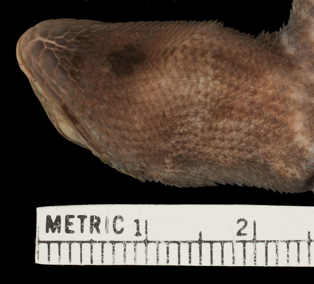 Image of Stenocercus percultus Cadle 1991