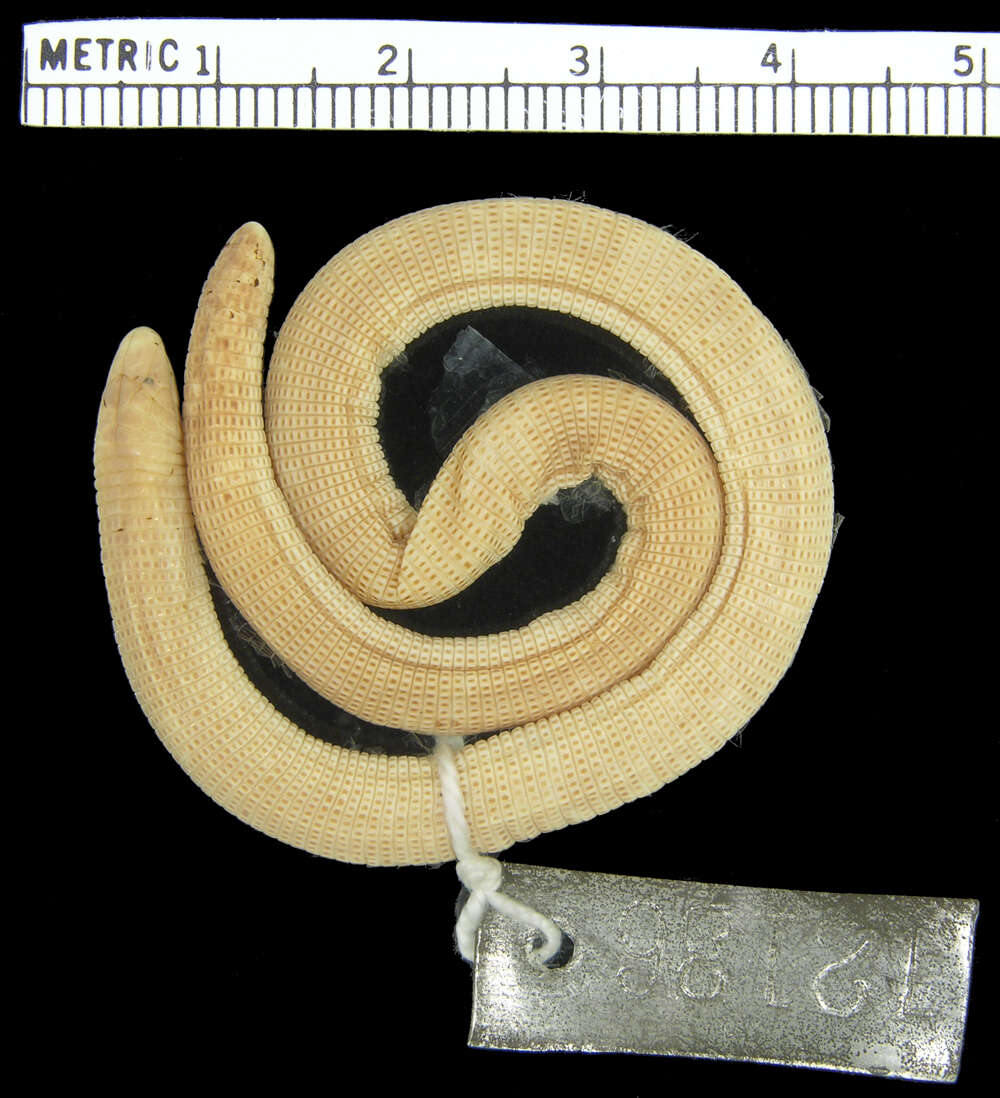 Image of tropical worm lizards
