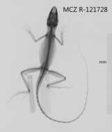 Image of Anolis monticola monticola Shreve 1936