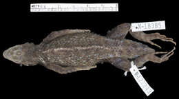 Image of Hunsaker's Spiny Lizard