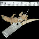 Sphaerodactylus scaber Barbour & Ramsden 1919 resmi