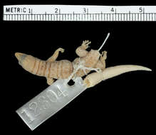 Sphaerodactylus scaber Barbour & Ramsden 1919 resmi